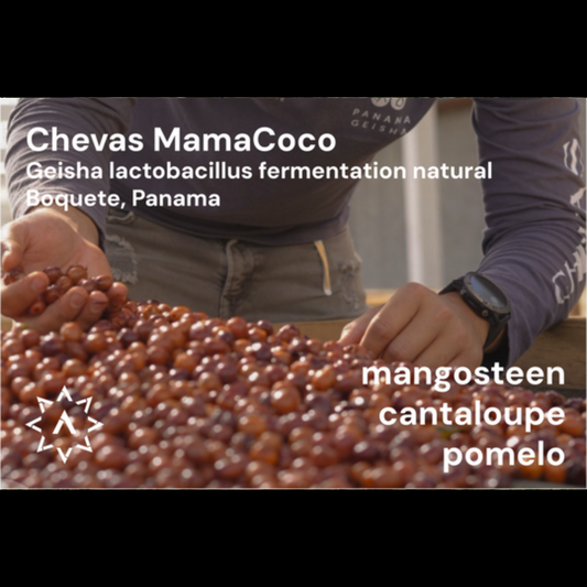 APOLLON'S GOLD - Chevas Geisha Mamacoco | Panama - Lactobacillus Fermentation Natural - Geisha