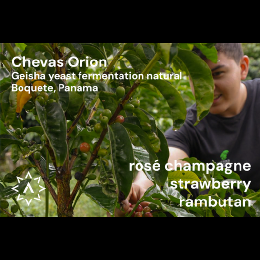 APOLLON'S GOLD - Chevas Geisha Orion | Panama - Yeast Fermentation Natural - Geisha