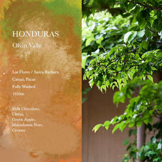 WEEKENDERS COFFEE - Olvin Valle | Honduras - Washed - Catuai, Pacas