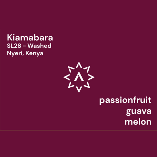 APOLLON'S GOLD - Kiamabara | Kenya - Washed - SL28