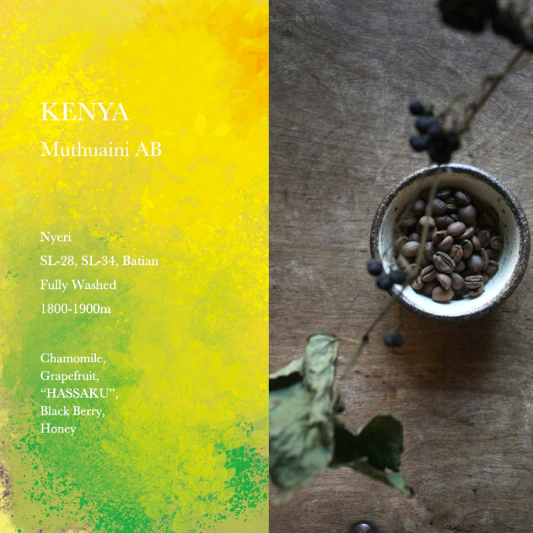 WEEKENDERS COFFEE - Muthuaini AB | Kenya - Washed - SL28, SL34, Batian