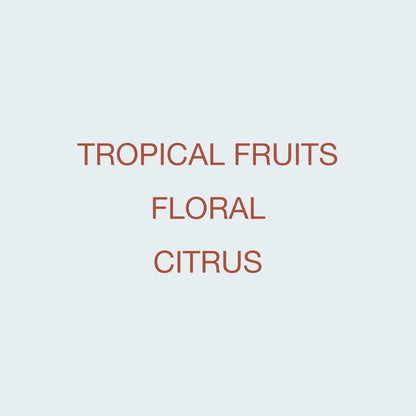 KOPPI - Finca La Fuente | Colombia - Washed - Geisha