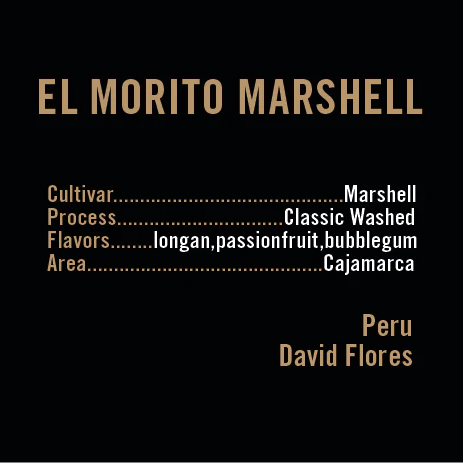 APOLLON'S GOLD - El Morito Marshell | Peru - Washed - Marshell