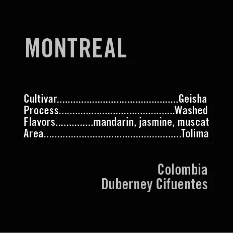 APOLLON'S GOLD - Motreal Duberney Cifuentes Geisha | Colombia - Washed - Geisha